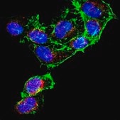 Anti-DNA-RNA Hybrid Antibody, clone S9.6 clone S9.6, from mouse