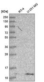 Anti-DYNLT1 antibody produced in rabbit Prestige Antibodies® Powered by Atlas Antibodies, affinity isolated antibody