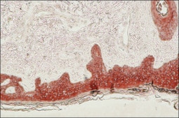 Anti-Cytokeratin, pan antibody, Mouse monoclonal clone PCK-26, purified from hybridoma cell culture
