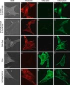 Monoclonal Anti-β-Actin antibody produced in mouse clone AC-15, ascites fluid