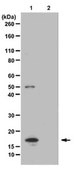 Anti-trimethyl-Histone H3 (Lys9) Antibody serum, Upstate®