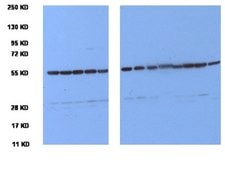 Anti-Tubulin Antibody, clone YL1/2 clone YL1/2, Chemicon®, from rat