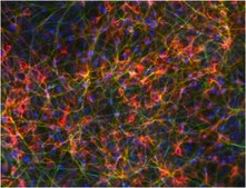 Dopaminergic Differentiation Growth Factor Sampler This Dopaminergic Differentiation Growth Factor Sampler contains five validated growth factors used to induce differentiation of human pluripotent Embryonic stem (ES) &amp; induced pluripotent Stem (iPS) cells to dopaminergic neurons.