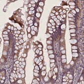 Anti-FAM96B antibody produced in rabbit Prestige Antibodies® Powered by Atlas Antibodies, affinity isolated antibody, buffered aqueous glycerol solution
