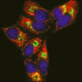 Anti-Mouse IgG1 (γ1), CF™633 antibody produced in goat ~2 mg/mL, affinity isolated antibody, buffered aqueous solution