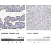 Anti-DNAH5 antibody produced in rabbit Prestige Antibodies® Powered by Atlas Antibodies, affinity isolated antibody, buffered aqueous glycerol solution