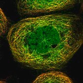 Anti-HOXC8 antibody produced in rabbit Prestige Antibodies® Powered by Atlas Antibodies, affinity isolated antibody, buffered aqueous glycerol solution