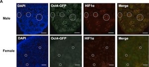 Monoclonal Anti-Green Fluorescent Protein (GFP) antibody produced in mouse clone GFP-20, ascites fluid