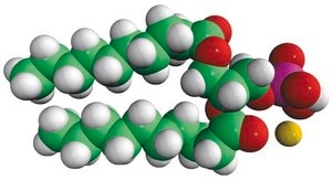 10:0 PA 1,2-didecanoyl-sn-glycero-3-phosphate (sodium salt), chloroform