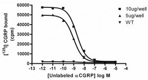 ChemiScreenHuman CGRP1 Calcitonin Receptor Membrane Preparation Human CGRP1 GPCR membrane prepation for Radioligand binding Assays.