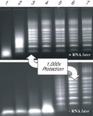 RNAlater® Stabilize and protect RNA with immediate RNase inactivation