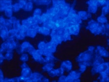 Filipin III from Streptomyces filipinensis ≥85% (HPLC)