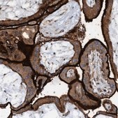 Anti-SLC16A3 antibody produced in rabbit Prestige Antibodies® Powered by Atlas Antibodies, affinity isolated antibody, buffered aqueous glycerol solution