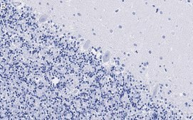 Anti-VGAT Antibody, clone 2E6 ZooMAb® Rabbit Monoclonal recombinant, expressed in HEK 293 cells