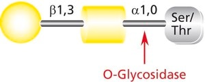 O-グリコシダーゼ 肺炎レンサ球菌由来 recombinant, expressed in E. coli, buffered aqueous solution
