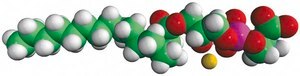 16:0 Lyso PS Avanti Research™ - A Croda Brand
