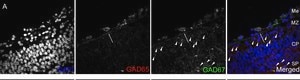 Anti-GAD67 Antibody, clone 1G10.2 clone 1G10.2, Chemicon®, from mouse