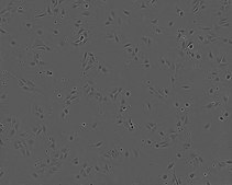 NIH 3T3 Cell Line murine NOTE: Both the cell line and DNA from the cell line may be available for this product. Please choose -1VL or VIAL for cells, or -DNA-5UG for DNA, 93061524, mouse embryo, Fibroblast