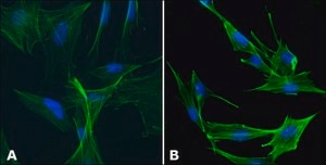 抗アクチン, N-末端 ウサギ宿主抗体 ~0.5 mg/mL, affinity isolated antibody, buffered aqueous solution