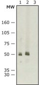 Anti-Mouse IgG (whole molecule)–Peroxidase antibody produced in rabbit IgG fraction of antiserum, buffered aqueous solution