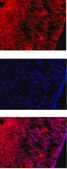 Anti-Reelin Antibody, a.a. 164-496 mreelin, clone G10 clone G10, Chemicon®, from mouse