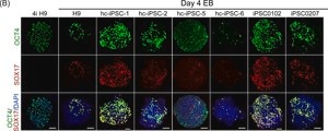 Anti-Oct-4 Antibody, clone 10H11.2 clone 10H11.2, Chemicon®, from mouse