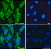 Anti-GAPDH (Internal) antibody produced in goat affinity isolated antibody, buffered aqueous solution