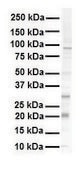 Anti-KRAS affinity isolated antibody