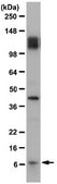 Anti-Amyloid β Antibody, clone W0-2 clone WO2, from mouse