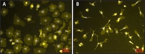 Lipopolysaccharides from Escherichia coli O111:B4 purified by phenol extraction