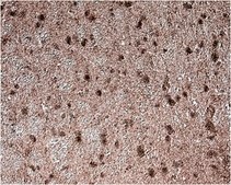 Anti-GAD67 Antibody, clone 1G10.2, Biotin Conjugate clone 1G10.2, from mouse, biotin conjugate