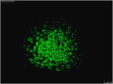 Anti-OCT-4 [POU5F1] Antibody, clone 7F9.2, Alexa Fluor™ 488 conjugate clone 7F9.2, from mouse, ALEXA FLUOR™ 488