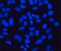 bisBenzimide H 33258 ≥98% (HPLC and TLC)