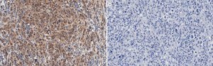 Anti-PTEN Antibody, clone 6H2.1 ZooMAb® Mouse Monoclonal recombinant, expressed in HEK 293 cells
