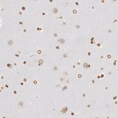 ANTI-SUN2 antibody produced in rabbit Prestige Antibodies® Powered by Atlas Antibodies, affinity isolated antibody, buffered aqueous glycerol solution