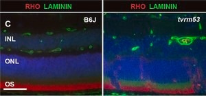 Anti-Rhodopsin Antibody, CT, last 9 amino acids, clone Rho 1D4 clone Rho 1D4, Chemicon®, from mouse