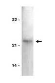 Anti-p21/WAF1/Cip1 Antibody Upstate®, from mouse