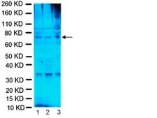 Anti-Fragile X Mental Retardation Protein Antibody, clone 1C3 ascites fluid, clone 1C3, Chemicon®