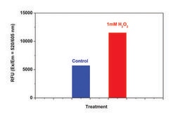 Fluorometric Intracellular Ros Kit sufficient for 200 fluorometric&nbsp;tests (red)