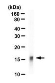 Anti-acetyl-Histone H3 (Lys27) Antibody serum, Upstate®