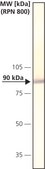 Anti-Calnexin antibody produced in rabbit IgG fraction of antiserum, buffered aqueous solution