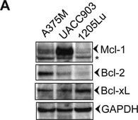 Anti-GAPDH antibody produced in rabbit ~1 mg/mL, affinity isolated antibody, buffered aqueous solution