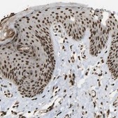 Anti-SPEN antibody produced in rabbit Prestige Antibodies® Powered by Atlas Antibodies, affinity isolated antibody, buffered aqueous glycerol solution
