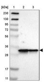 Anti-ARPC2 antibody produced in rabbit Prestige Antibodies® Powered by Atlas Antibodies, affinity isolated antibody, buffered aqueous glycerol solution