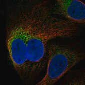 Anti-RMDN2 antibody produced in rabbit Prestige Antibodies® Powered by Atlas Antibodies, affinity isolated antibody, buffered aqueous glycerol solution