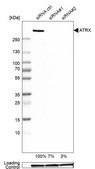 Anti-ATRX antibody produced in rabbit Prestige Antibodies® Powered by Atlas Antibodies, affinity isolated antibody, buffered aqueous glycerol solution