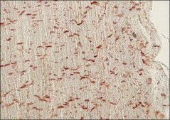 Monoclonal Anti-Pan Cadherin antibody produced in mouse clone CH-19, ascites fluid