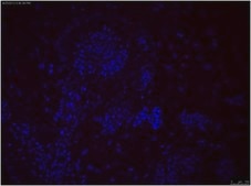 Anti-TRA-1-81 Antibody, clone TRA-1-81, Cy3 conjugate clone TRA-1-81, from mouse, CY3 conjugate