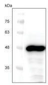 Next Generation Cell Free Protein Expression Kit (Wheat Germ) An Eukaryotic Cell Free Protein Expression system (CFPE/CFPS) with High Yield and Excellent Scalability, 50 reactions