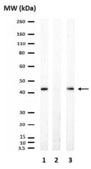 PhosphoDetect Anti-PDH-E1α (pSer²⁹³) Rabbit pAb